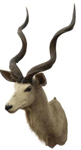 Appraisal: Taxidermy African Kudu antelope approx h w d