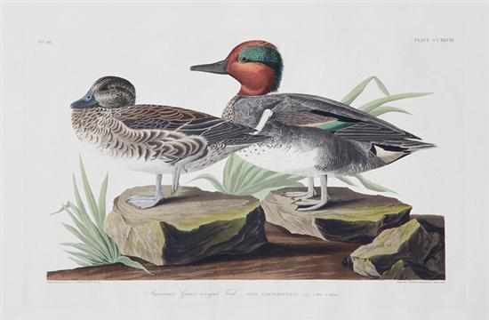 Appraisal: John James Audubon after New York France - AMERICAN GREEN