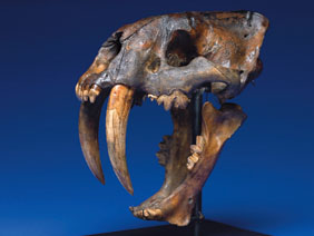 Appraisal: EXTREMELY RARE SABRE-TOOTHED TIGER SKULL THE GREAT AMERICAN FOSSIL Smilodon