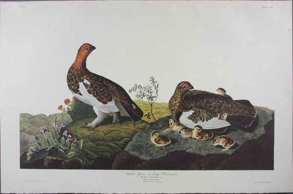 Appraisal: th Century Amsterdam edition of J J Audubon Willow Grouse