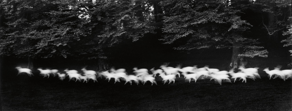 Appraisal: PAUL CAPONIGRO - Running White Deer County Wicklow Ireland Silver