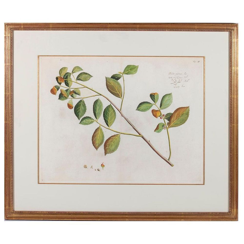 Appraisal: Botanic plate 'Tinda-parua' Mark Catesby - Mark Catesby - Hand