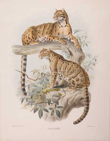 Appraisal: ANIMALS Elliot Daniel Giraud Felis Diardi Hand-colored lithographed plate of