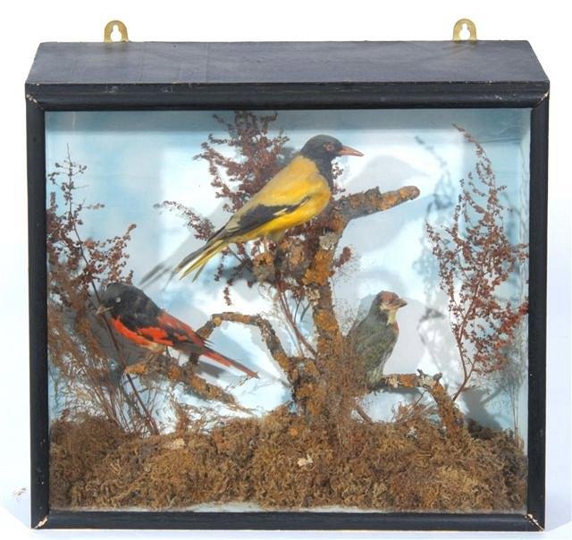 Appraisal: THREE ASIAN BIRDS Scarlet Minivet Black Hooded Oriole and Coppersmith