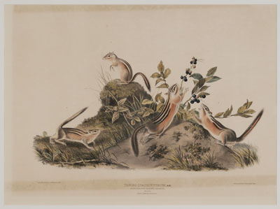 Appraisal: After John James Audubon New York - Four-Striped Ground Squirrel