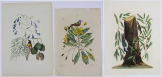 Appraisal: Mark Catesby British - Three prints The Painted Finch T