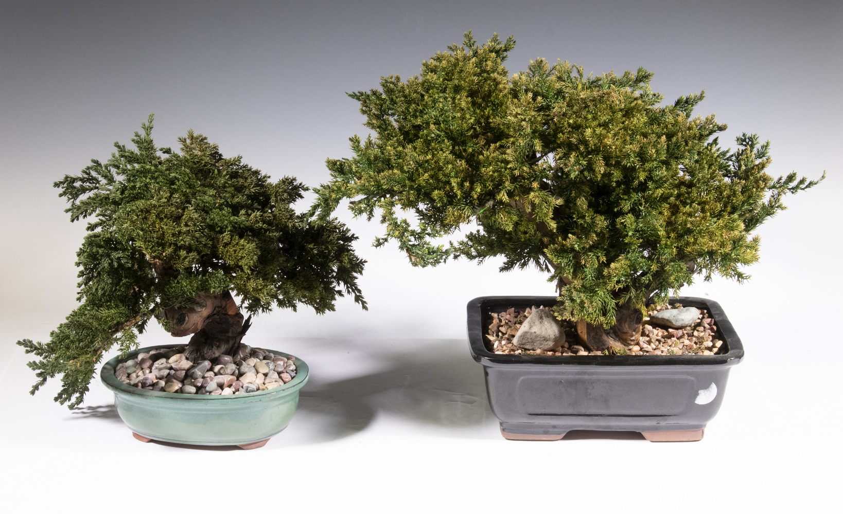 Appraisal: PRESERVED JAPANESE BONSAI TREES IN GLAZED POTS Roughly x x