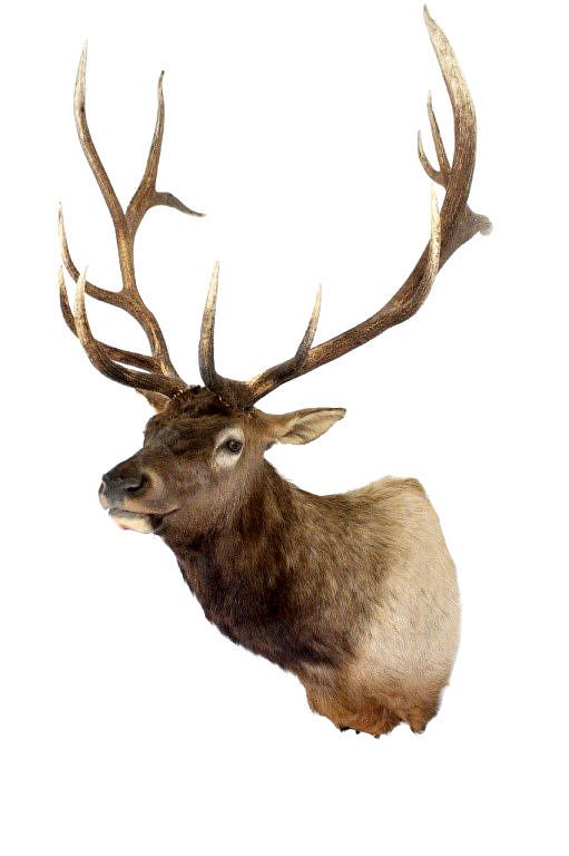 Appraisal: Montana Rocky Mountain x Trophy Elk Mount For your consideration