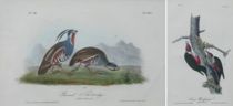 Appraisal: Set of Two John James Audubon Bird Prints American -