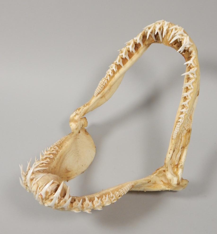 Appraisal: A grey nurse shark jaw cm wide