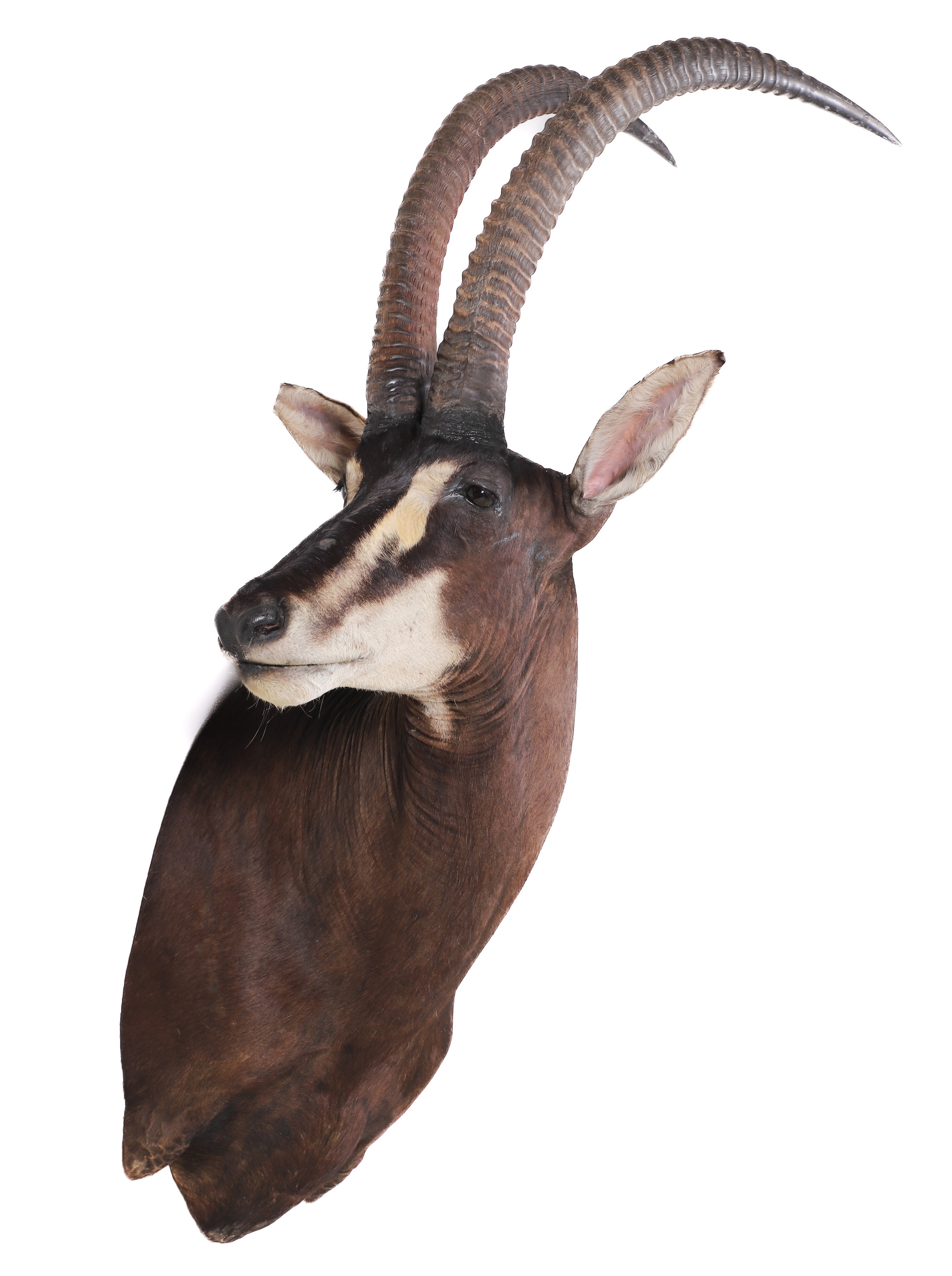 Appraisal: Impressive African Sable Antelope Shoulder Mount Taxidermy h x w