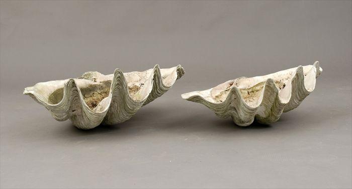 Appraisal: Two Giant Clam Shells to x to in Provenance Property