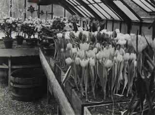 Appraisal: Photograph by Andre Kertesz Andre Kertesz American Hungarian - Tulips