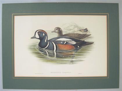 Appraisal: pieces Hand colored Lithograph Gould J Richter H C Histrionicus