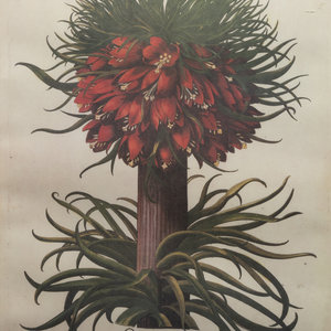 Appraisal: Two Framed Botanical Prints th Century x inches