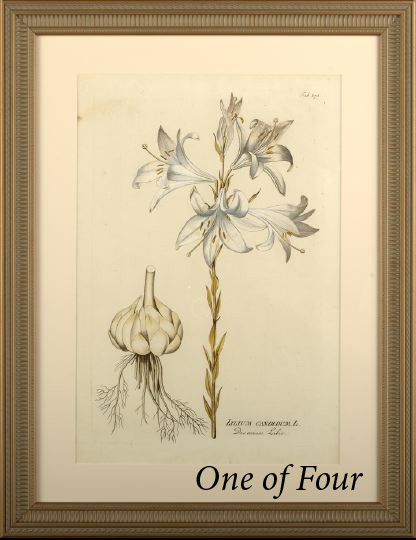 Appraisal: Joseph Jakob von Planck Austrian - Botanical Studies in White