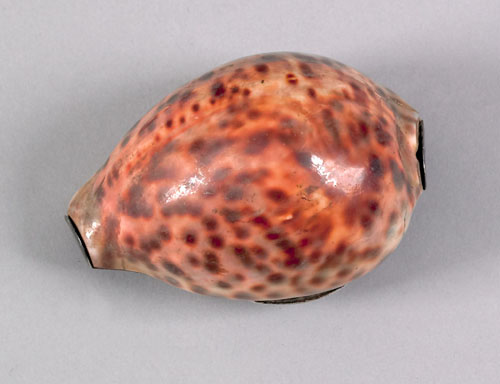 Appraisal: Philadelphia or Wilmington silver mounted cowry shell snuff box ca