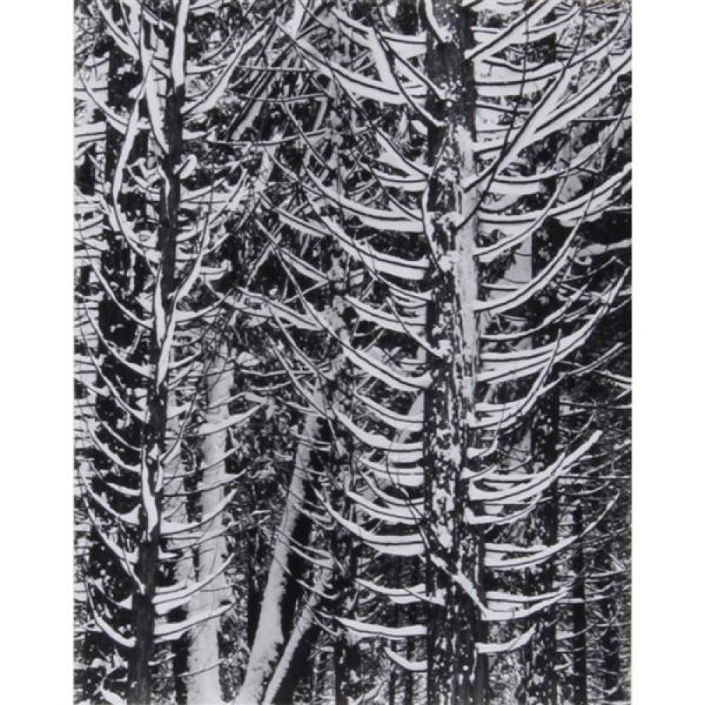 Appraisal: ANSEL ADAMS AMERICAN - FOREST DETAIL WINTER YOSEMITE NATIONAL PARK