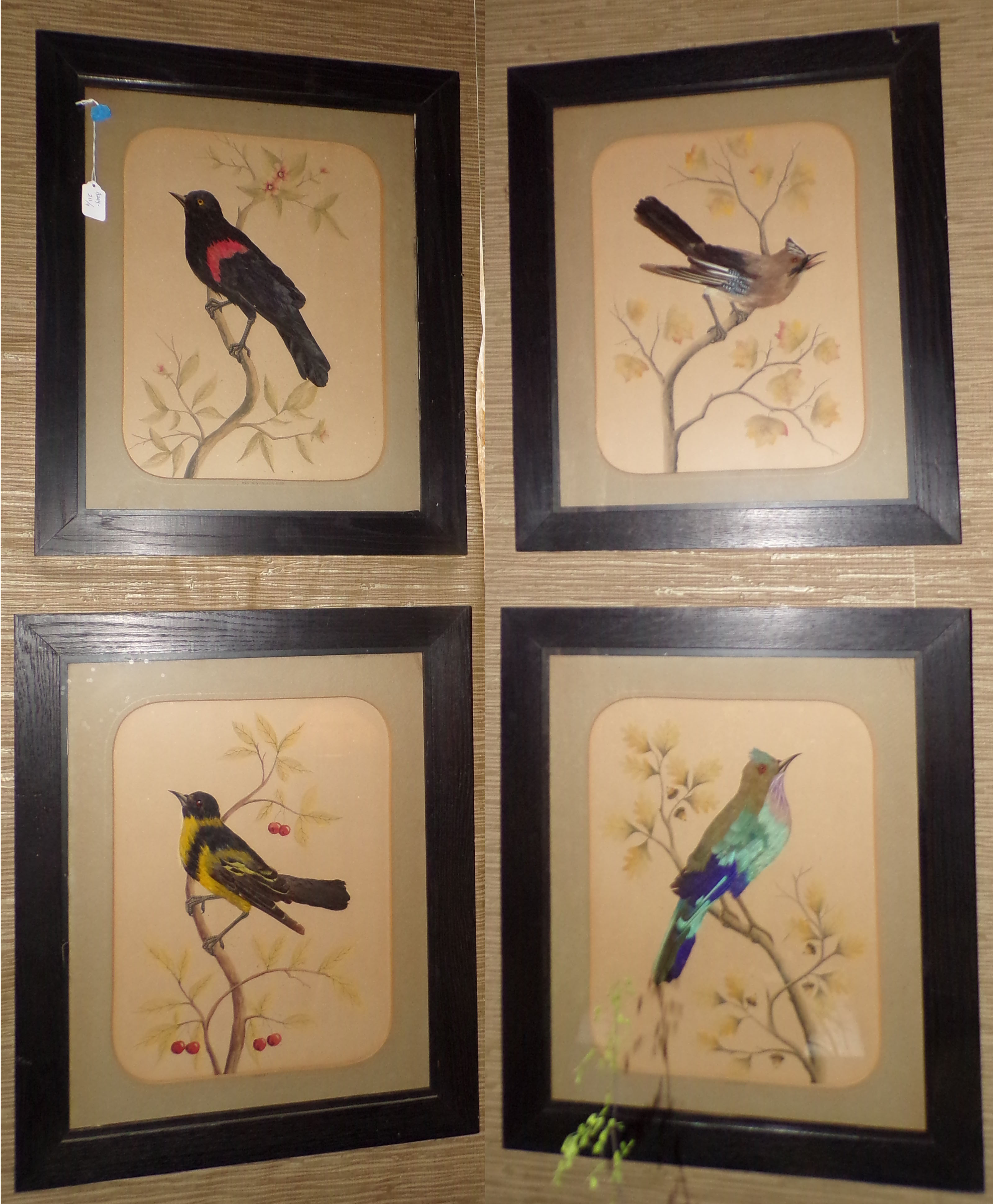 Appraisal: Set of Framed bird pictures- Oriole Red Wing Black Bird