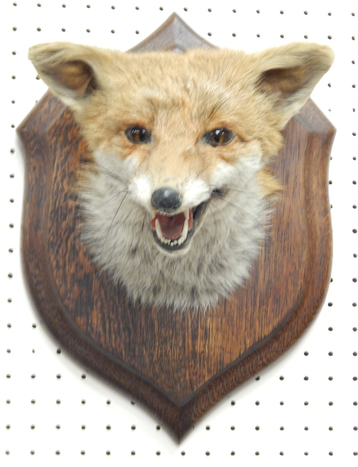 Appraisal: A taxidermied fox head and neck by Roland Ward the