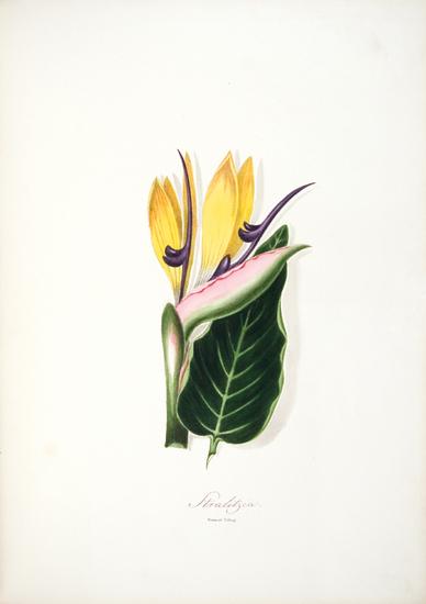 Appraisal: ANONYMOUS Ten sic Lithographic Coloured Flowers with Botanical Descriptions Drawn