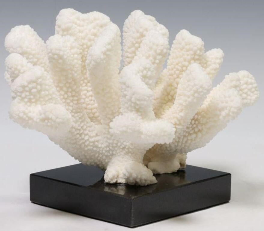 Appraisal: Cat's paw coral cluster Solomon Islands mounted on black marble