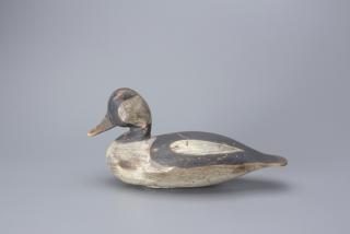 Appraisal: Bufflehead Drake Charles E Jester Bufflehead Drake Charles E Jester