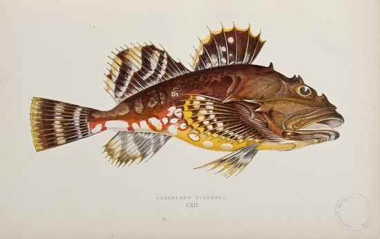 Appraisal: Couch Jonathan A History of the Fishes of the British