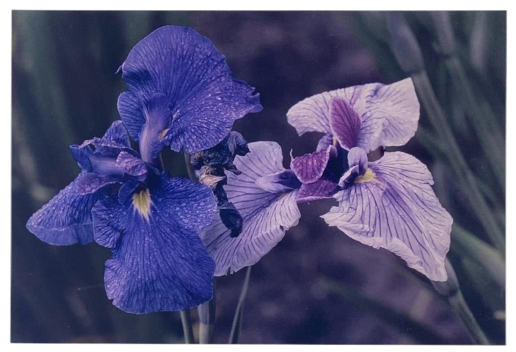 Appraisal: Ernst Haas Irises Japan From the Flowers I Portfolio Hand