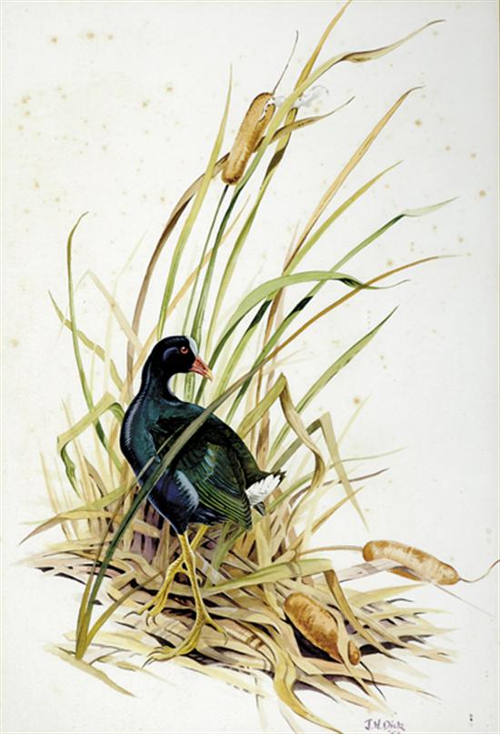 Appraisal: John Henry Dick South Carolina - SHORE BIRD AMONGST CATTAILS