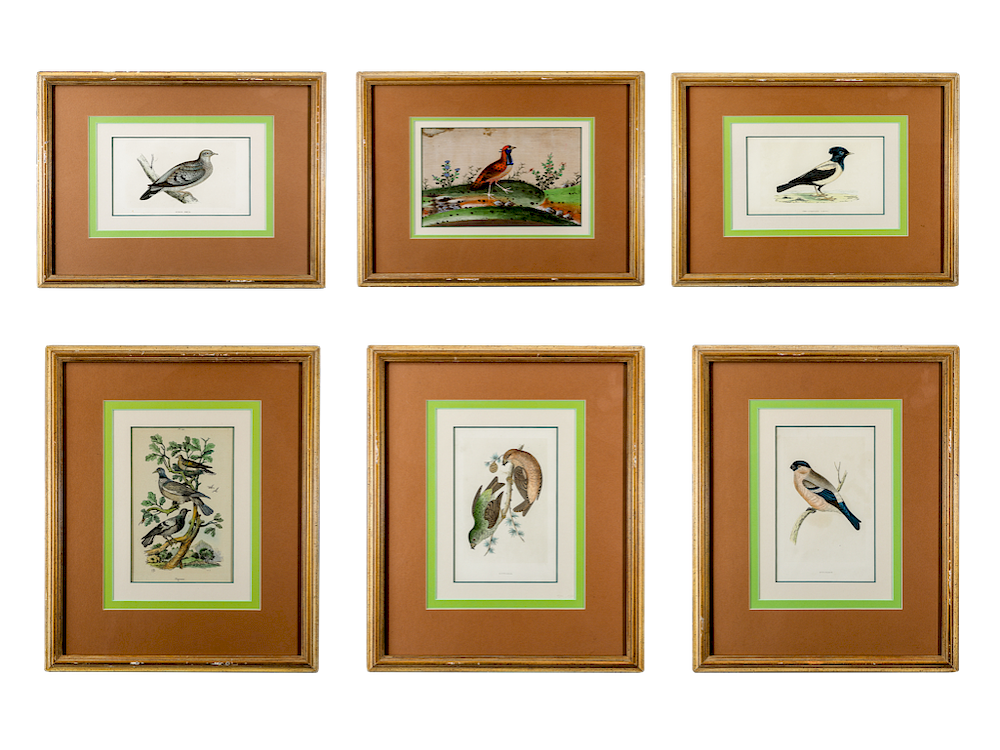 Appraisal: Edward Donovan - Five Bird Engravings and One Bird Watercolor