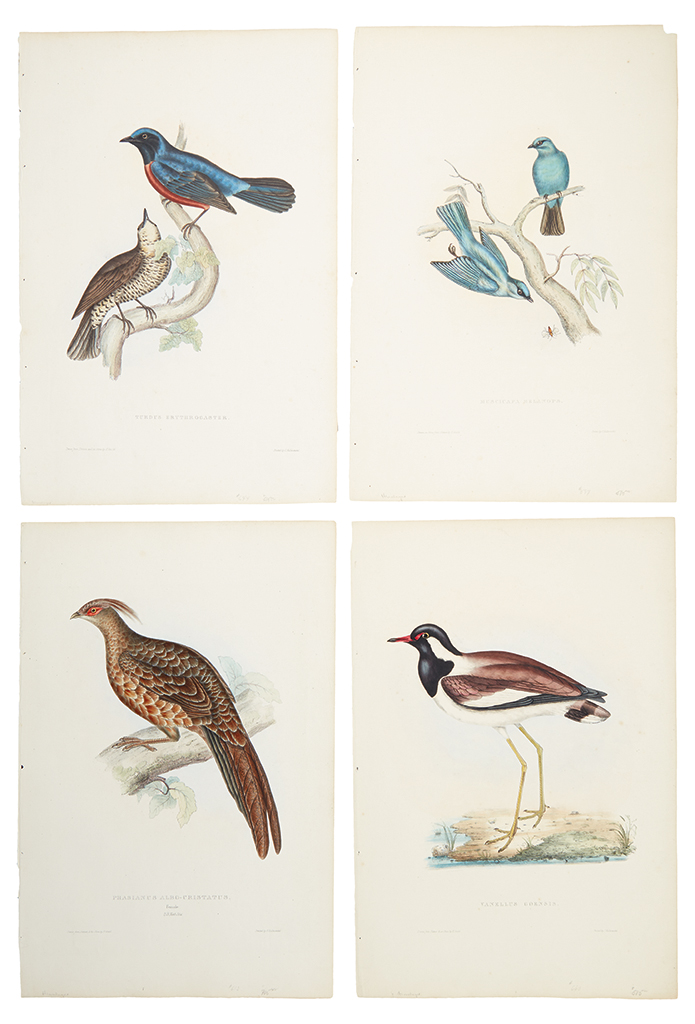 Appraisal: GOULD JOHN Six hand-colored lithographed plates extracted from Gould's A