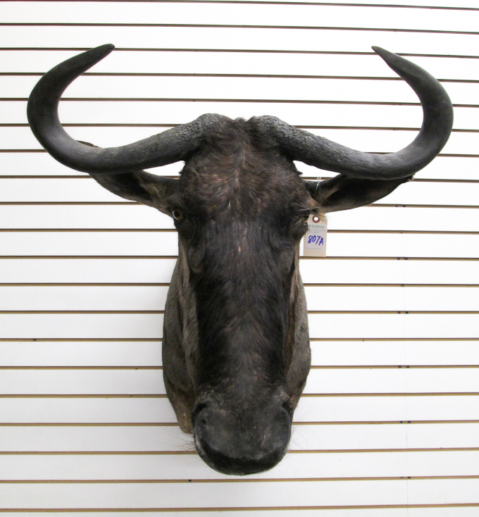 Appraisal: TAXIDERMY HEAD SHOULDER MOUNT Blue Wildebeest South Africa s