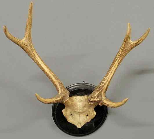 Appraisal: Continental stag horns mounted on a round wood plaque h