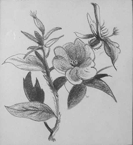 Appraisal: Botanical Study Artist Blume Peter - Cropped from a larger