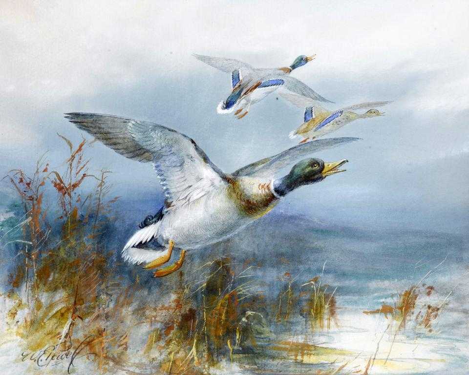 Appraisal: WILLIAM E POWELL -C WILD DUCK signed pencil and watercolour