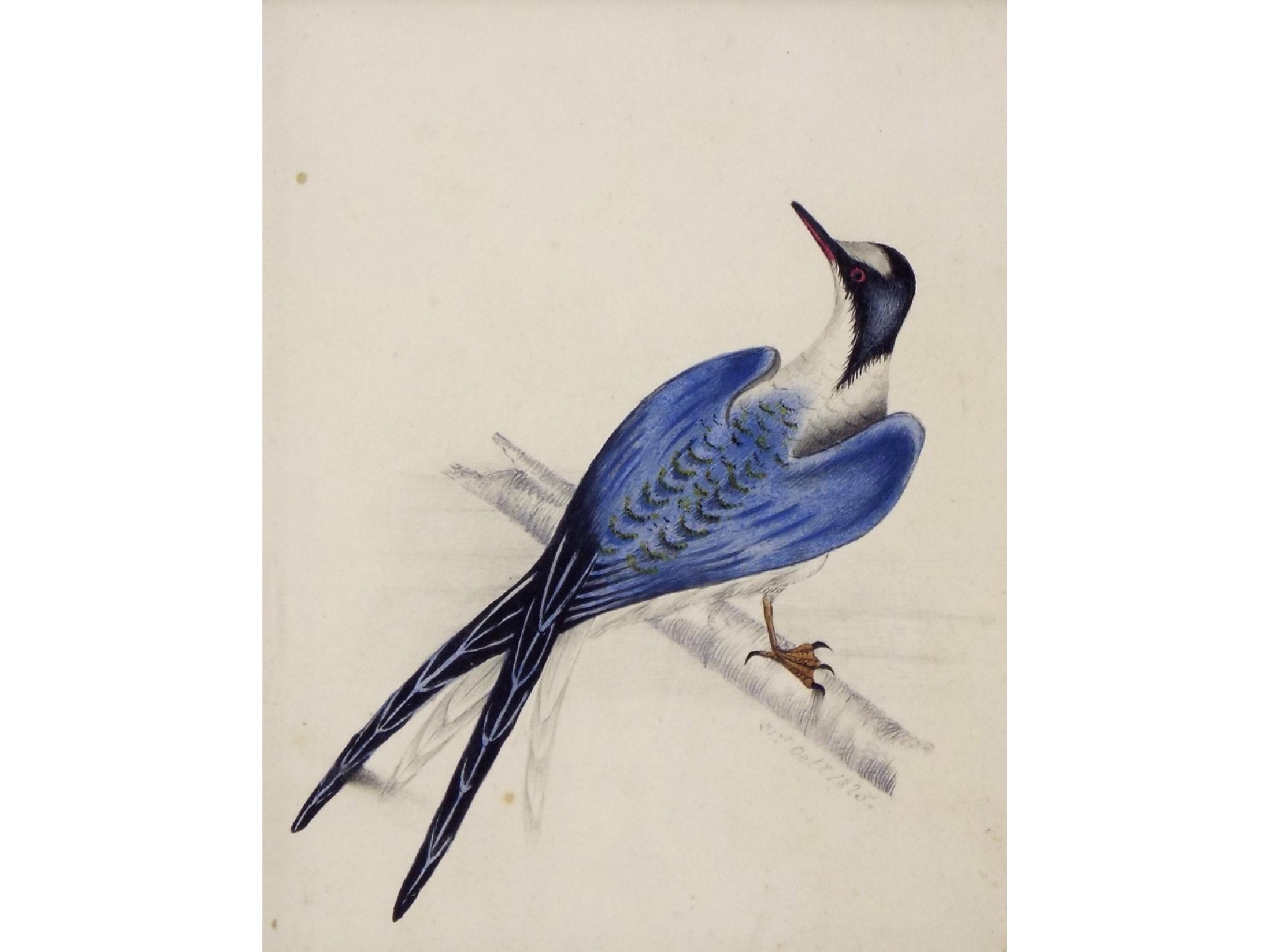 Appraisal: th Century School - hand coloured sketch of a bird