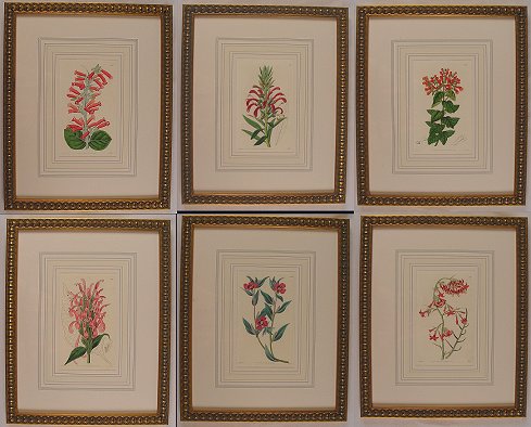 Appraisal: H C COPPER ENGRAVINGS OF BOTANICALS BY SYD EDWARDS ''