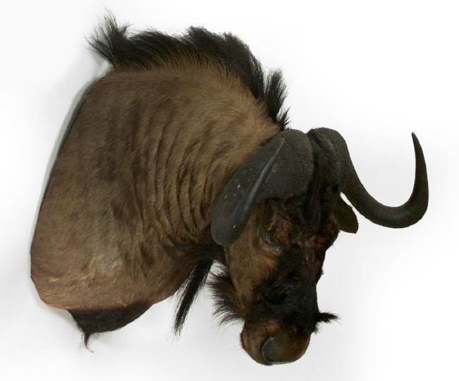 Appraisal: Trophy Head Mount of an African Black Hartebeest h w