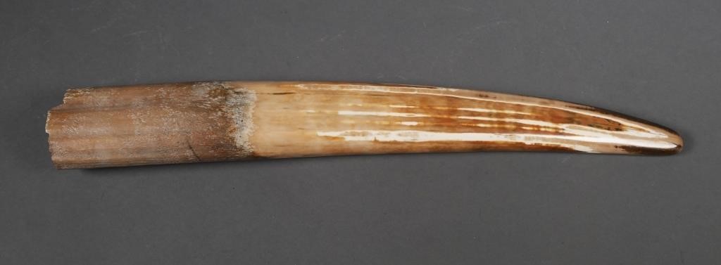 Appraisal: FOSSIL WALRUS IVORY TUSKFossilized walrus ivory tusk with variegated shades