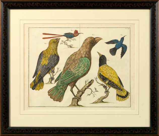 Appraisal: Albertus Seba Dutch - Avian Studies trio of hand-colored engravings