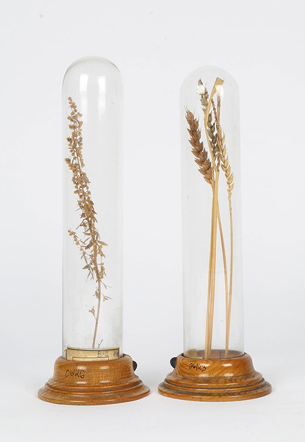 Appraisal: TWO OLD DISPLAYS OF GRASSES under glass domes and on