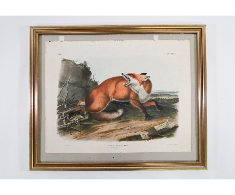 Appraisal: J J Audubon framed and matted lithography titled Canis Vulpes