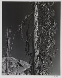 Appraisal: Photograph Edward Weston Edward Weston American - Trees Lake Tenaya