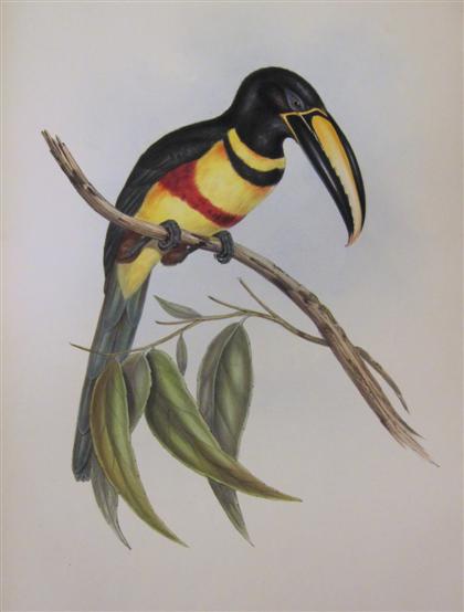 Appraisal: piece Hand-Colored Lithograph Gould J E Double-Banded Aracari London ca