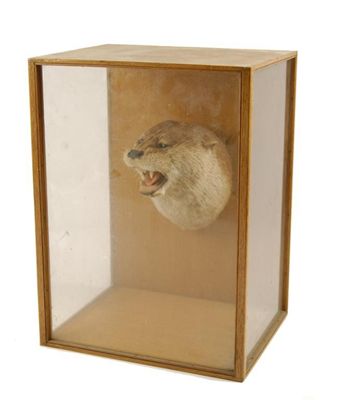 Appraisal: A cased Otter mount by Peter Spicer Sons Leamington in