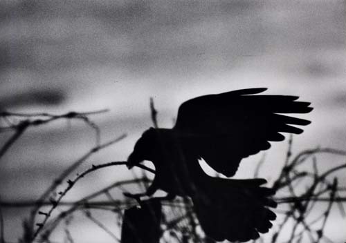 Appraisal: FUKASE MASAHISA Karasu Ravens Text and edited by Akira Hasegawa