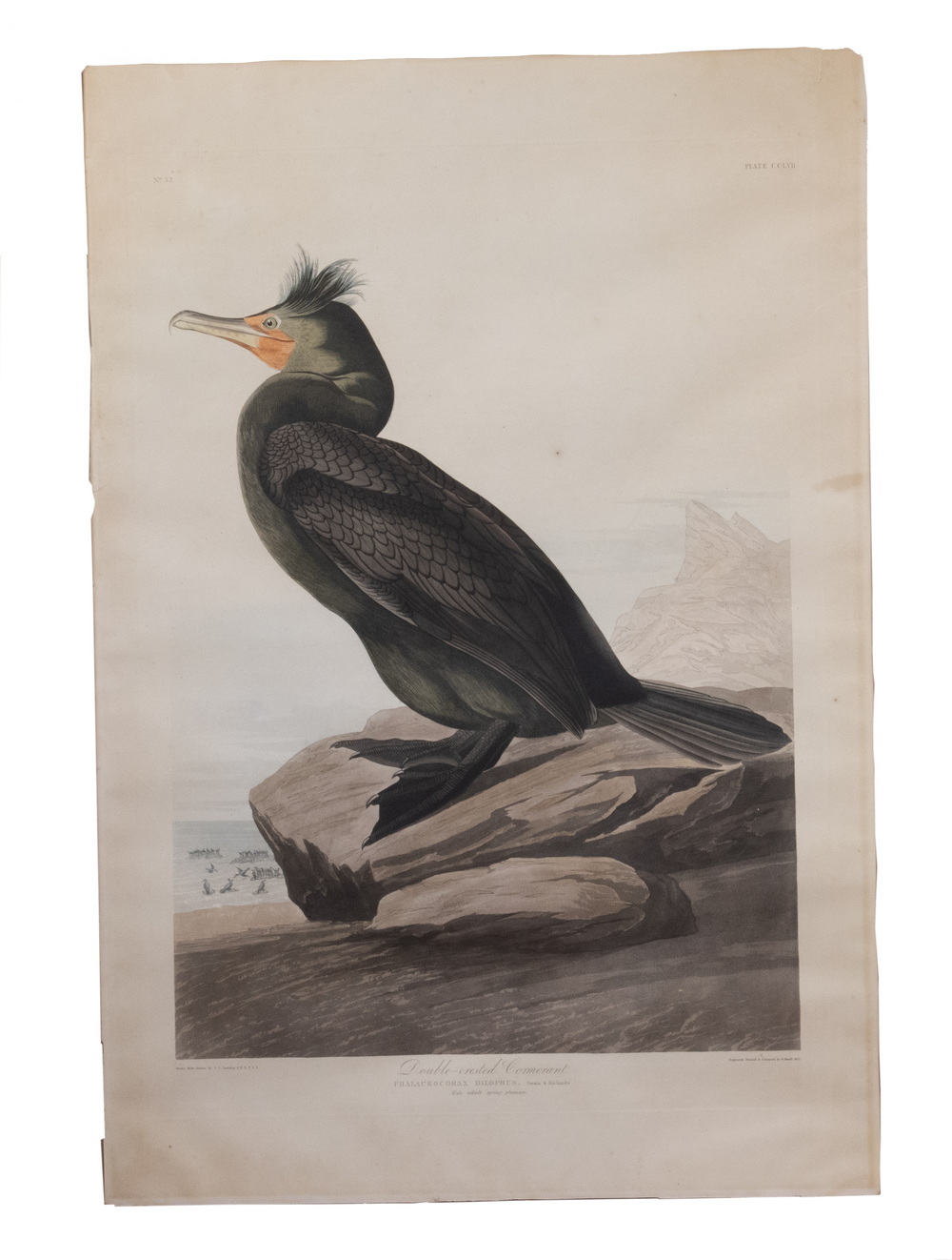 Appraisal: JOHN JAMES AUDUBON - Double-crested Cormorant Havell hand colored lithograph