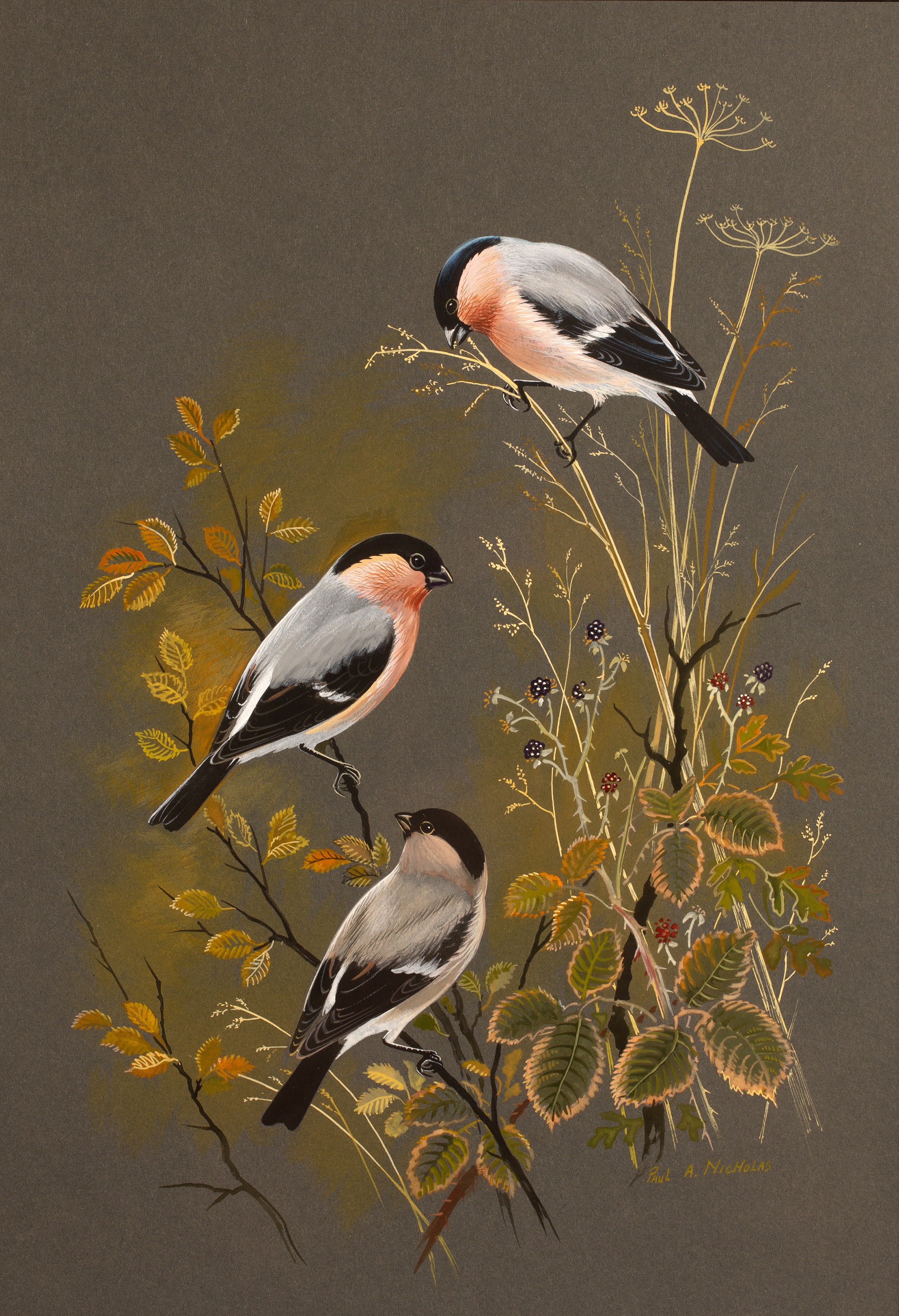 Appraisal: Paul Alexander Nicholas b 'Goldfinches' watercolour and gouache signed and