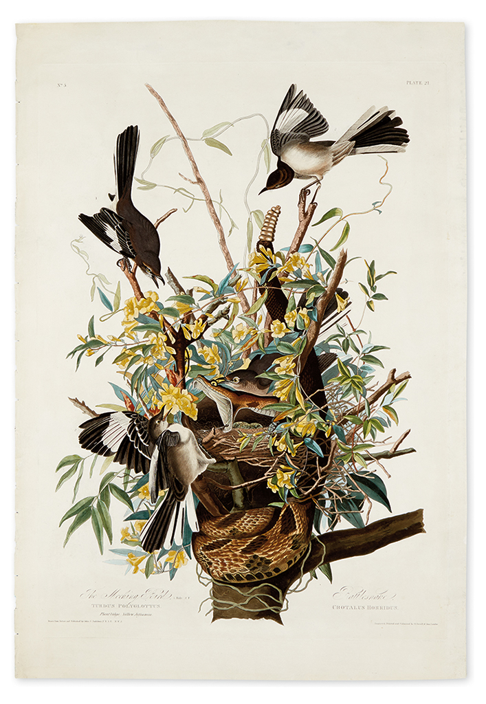 Appraisal: AUDUBON JOHN JAMES The Mocking Bird Plate Variant Hand-colored aquatint